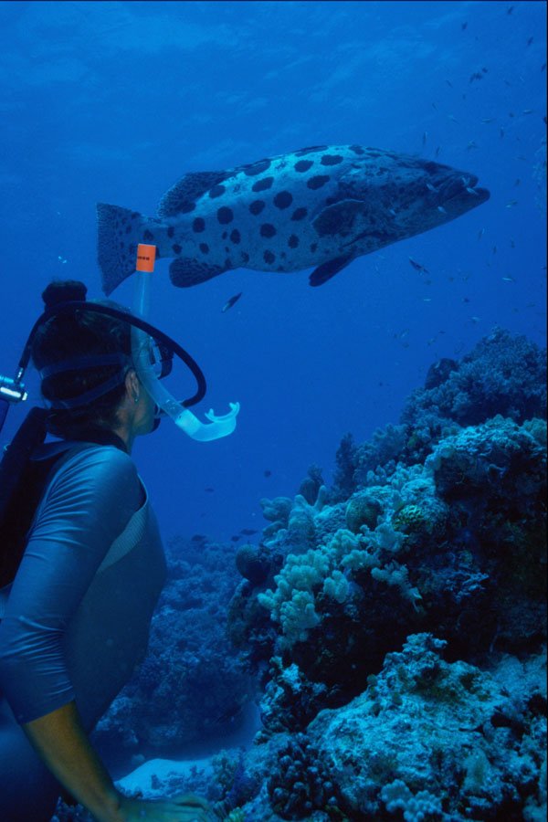 567088 Great Barrier Reef, Australia A4 Photo Print