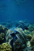 567089 Great Barrier Reef, Australia A4 Photo Print