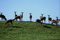 567094 New Zealand deer A4 Photo Print