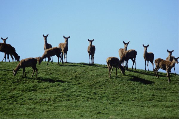 567094 New Zealand deer A4 Photo Print