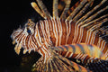 567096 Lion Fish, Indonesia A4 Photo Print