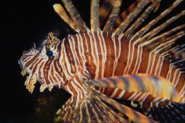 567096 Lion Fish, Indonesia A4 Photo Print
