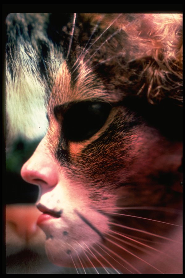 570005 Model's Face And Cat's Face Blended A4 Photo Print