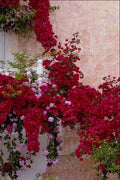 571015 Naoussa, Greece A4 Photo Print