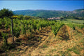 571028 Vineyard In Corrieres, Southern France A4 Photo Print