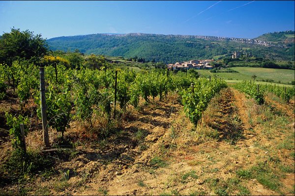 571028 Vineyard In Corrieres, Southern France A4 Photo Print