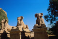 572066 Ramsphinxes At Entrance To Karnak Temple, Egypt A4 Photo Print