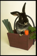 574000 Silver Fox Rabbit Named Boris A4 Photo Print