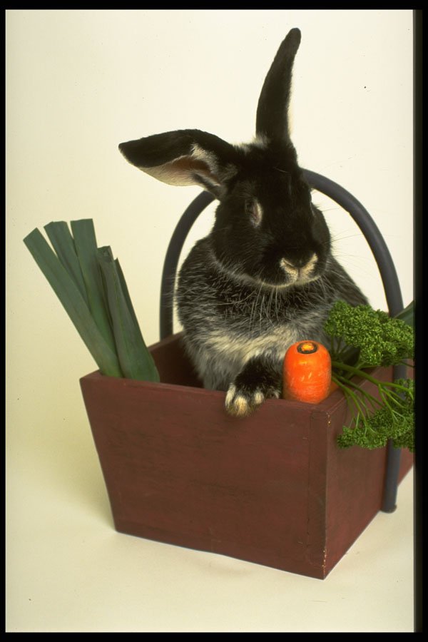 574000 Silver Fox Rabbit Named Boris A4 Photo Print