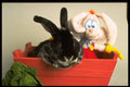 574001 Silver Fox Rabbit Named Boris A4 Photo Print