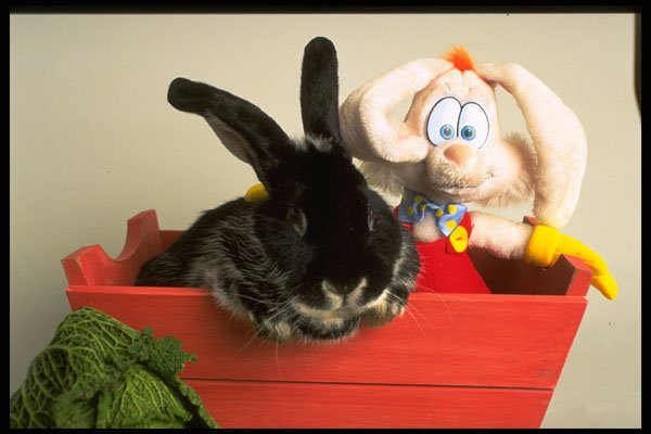 574001 Silver Fox Rabbit Named Boris A4 Photo Print