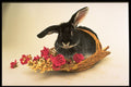 574002 Silver Fox Rabbit Named Boris A4 Photo Print