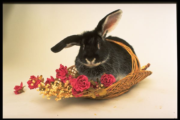 574002 Silver Fox Rabbit Named Boris A4 Photo Print