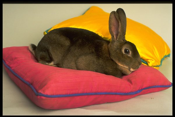 574003 Apricot Rex Rabbit Named Freya A4 Photo Print