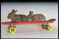 574004 Apricot And Blue Rex Rabbits A4 Photo Print