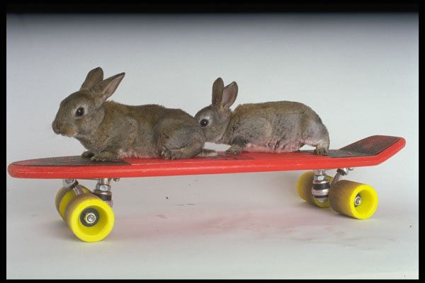 574004 Apricot And Blue Rex Rabbits A4 Photo Print