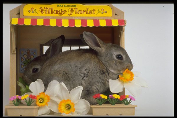 574005 Apricot And Blue Rex Rabbits A4 Photo Print