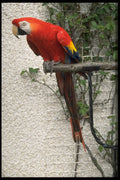 574006 George The Macaw A4 Photo Print