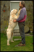 574007 Basil, Italian Spinone A4 Photo Print