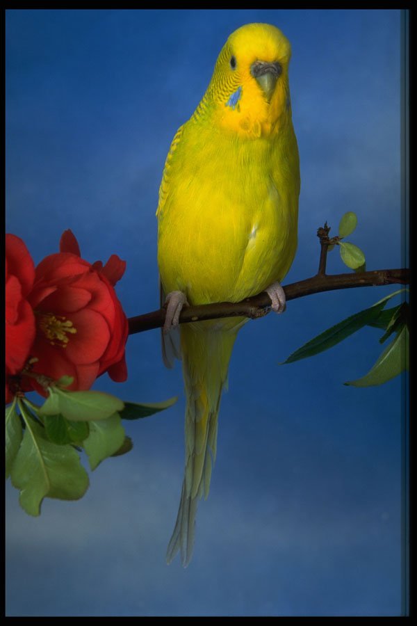 574008 Peter, Budgie A4 Photo Print
