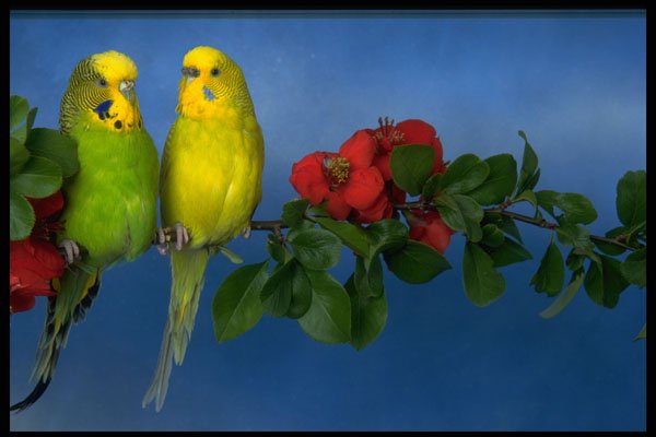 574009 Peter And Ronnie, Budgies A4 Photo Print