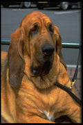 574010 Bruno, Bloodhound A4 Photo Print