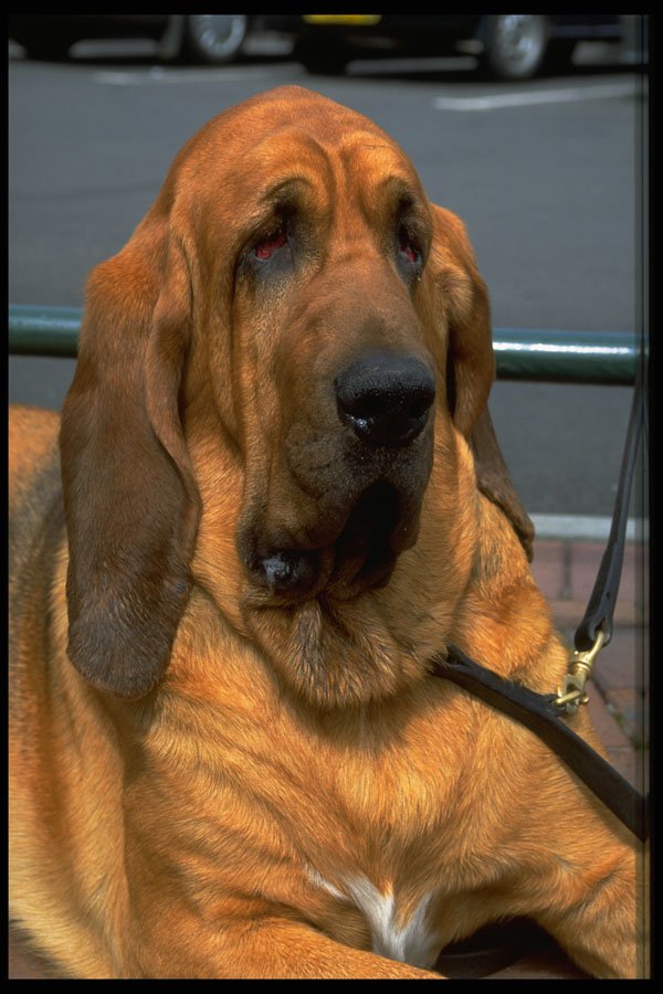 574010 Bruno, Bloodhound A4 Photo Print