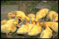 574011 Muscovy Ducklings A4 Photo Print