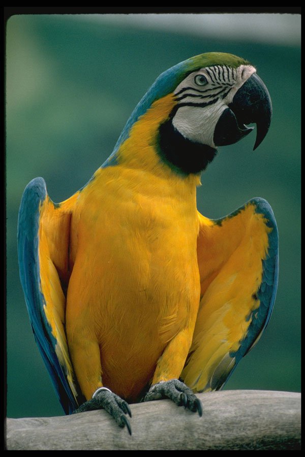 574012 Blue And Yellow Macaw A4 Photo Print