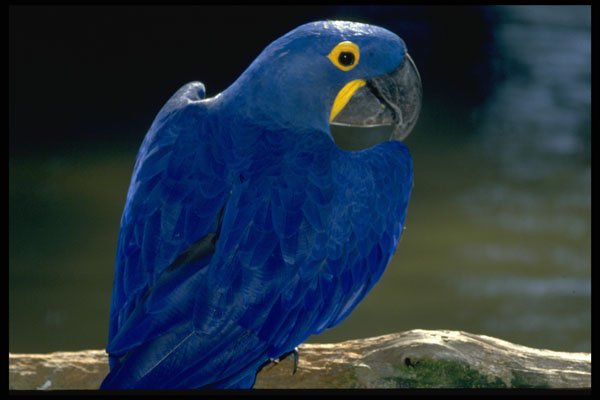 574013 Hyacinth Macaw A4 Photo Print
