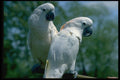 574014 Maluccan Cockatoos A4 Photo Print