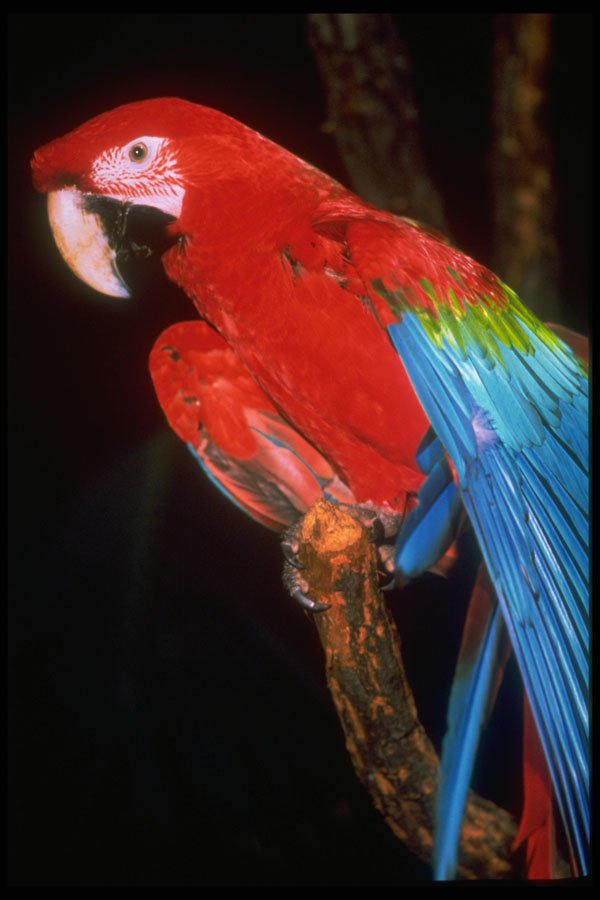 574015 Green winged Macaw A4 Photo Print