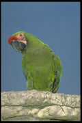574016 Military Macaw A4 Photo Print