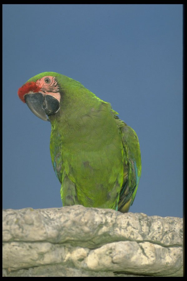 574016 Military Macaw A4 Photo Print