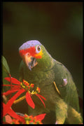 574017 Red crowned Parrot A4 Photo Print
