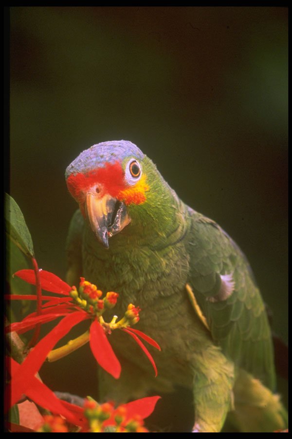574017 Red crowned Parrot A4 Photo Print