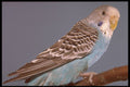 574018 Budgie A4 Photo Print