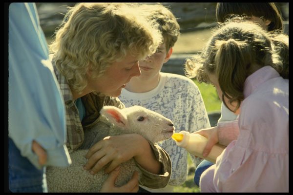 574019 Hand Feeding A Lamb A4 Photo Print
