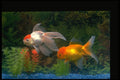 574020 Goldfish A4 Photo Print