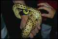 574022 Eastern Garter Snake A4 Photo Print