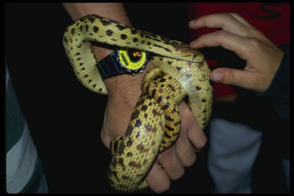 574022 Eastern Garter Snake A4 Photo Print