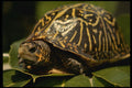 574023 Turtle On A Leaf A4 Photo Print