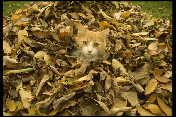 574024 A Curious Cat Amongst Some Maple Leaves A4 Photo Print