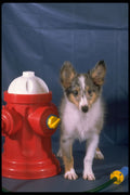 574026 Toy Sheltie Puppy Next To Toy Fire Hydrant A4 Photo Print