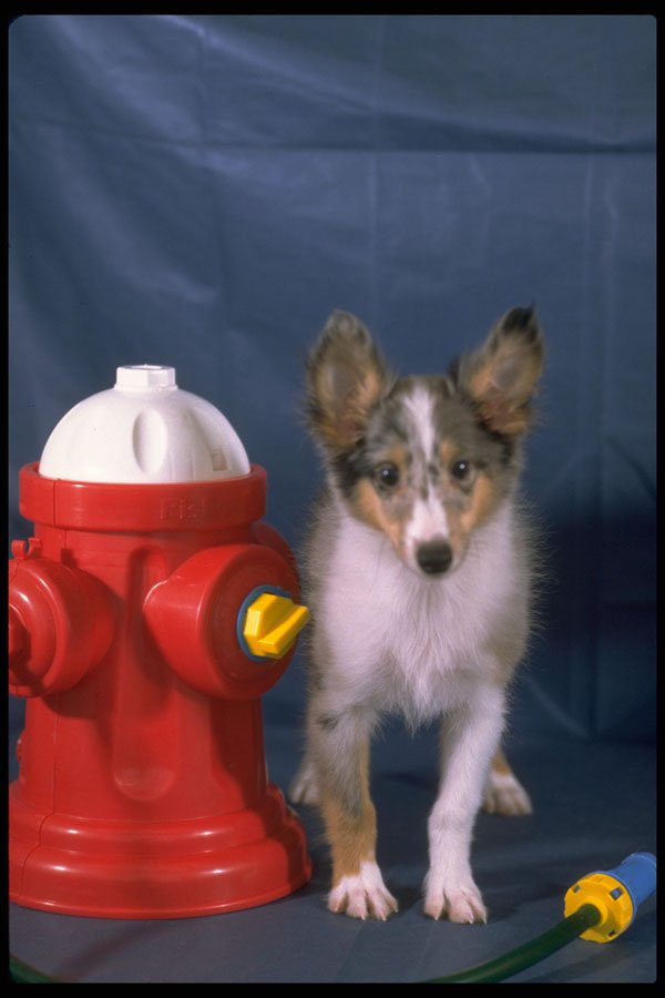 574026 Toy Sheltie Puppy Next To Toy Fire Hydrant A4 Photo Print