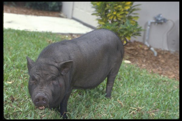 574027 Vietnamese Pot bellied Pig Named Oscar Mayer A4 Photo Print