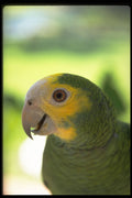 574028 Yellow Front Bird A4 Photo Print