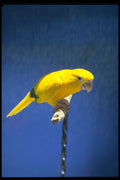 574029 Golden Conure A4 Photo Print