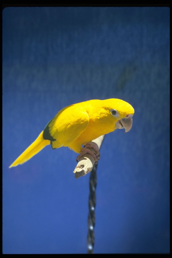 574029 Golden Conure A4 Photo Print