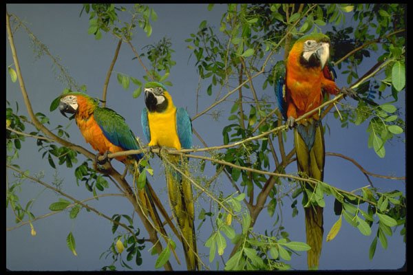 574030 A Blue And Gold Macaw With Two Harlequin Macaws A4 Photo Print